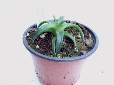 Dyckia brevifolia - 1