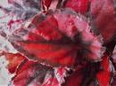 Begonia rex 'Red&Black' - 1/4