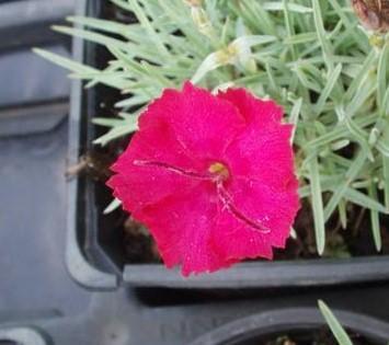 Dianthus (skalkový karafiát) červenorůžový - 1