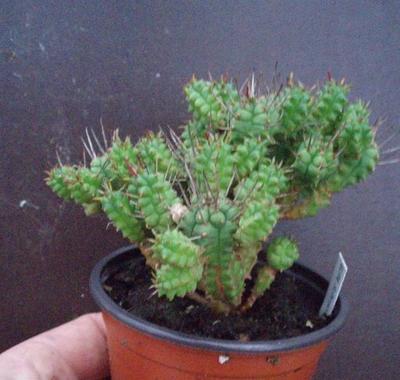 Euphorbia submammillaris - 1