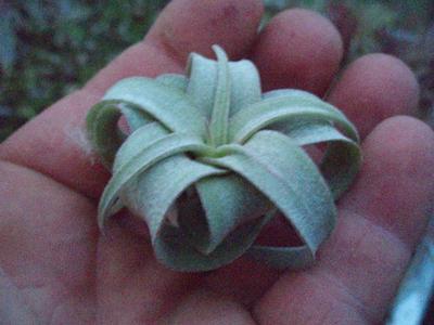 Tillandsia streptophylla (malá) - 1