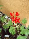 Pelargonium 'Red Witch' - 1/2