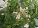 Pelargonium 'Poquita' - 1/3