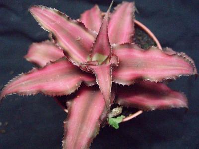 Cryptanthus bivittatus 'Ruby'