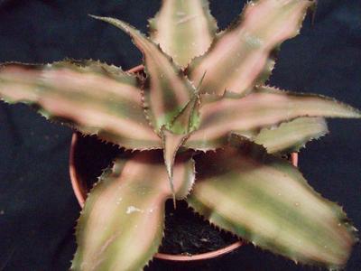 Cryptanthus bivittatus 'Pink Starlite'