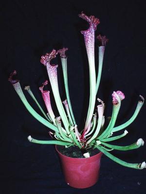 Sarracenia farnhamii (špirlice) - 1