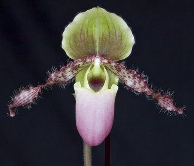 Paphiopedilum glaucophyllum - 1