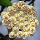Hoya parviflora - 1