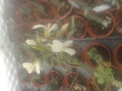 Pelargonium sp. Pangola (JAR) - 1