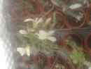 Pelargonium sp. Pangola (JAR) - 1/2