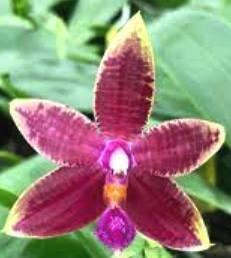 Phalaenopsis Ambotrana 'Dark Yellow' x violacea 'Dark Norton' - 1