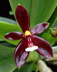 Phalaenopsis cornu-cervi v. chattaladae - 1