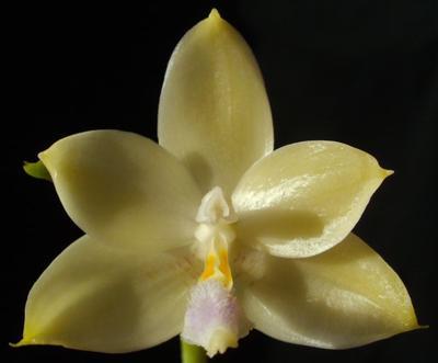Phalaenopsis floresensis - 1
