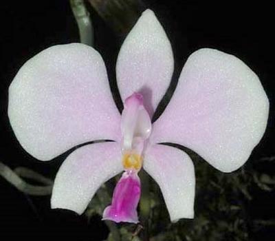 Phalaenopsis lowii - 1