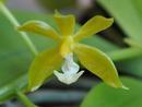 Phalaenopsis mannii var. flava - 1/2