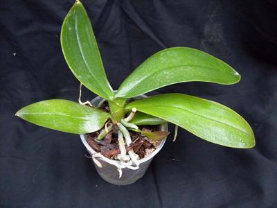 Orchidej pro začátečníky - Phalaenopsis MINI - 1