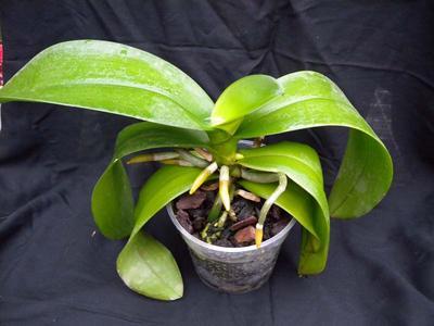 Orchidej pro začátečníky - Phalaenopsis - 1