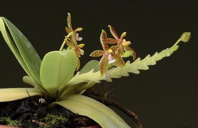Phalaenopsis cornu-cervi - 1