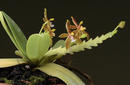Phalaenopsis cornu-cervi - 1/2
