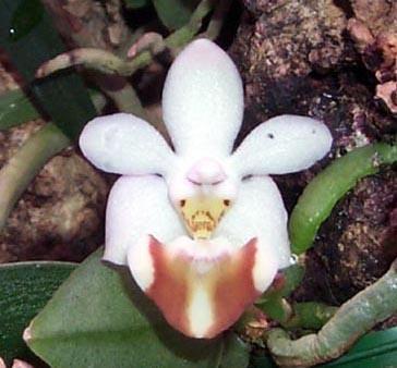 Phalaenopsis gibbosa - 1