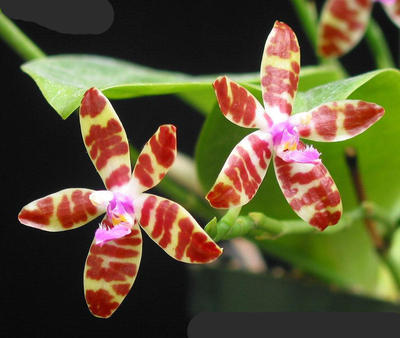 Phalaenopsis mariae - 1