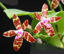 Phalaenopsis mariae - 1/3