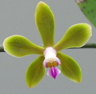Phalaenopsis stobartiana - 1