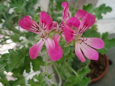 Pelargonium pink capitatum - 1