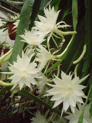Epiphyllum pumillum - 1
