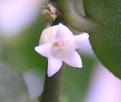 Hoya ruscifolia - 1