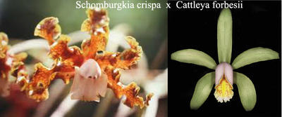 Schomburgkia crispa x Cattleya forbesii - 1