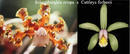 Schomburgkia crispa x Cattleya forbesii - 1/3