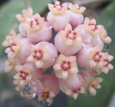 Hoya scortechini 'pink flower' - 1
