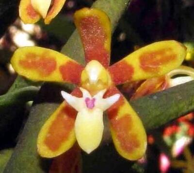 Trichoglottis orchidea - 1