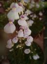 Utricularia blanchetii (bublinatka) - 1/2