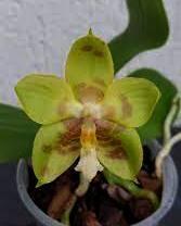 Phalaenopsis Yin's Green Jewel - 1