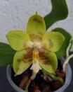 Phalaenopsis Yin's Green Jewel - 1/3