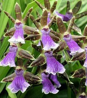 Orchidej Zygopetalum - 1