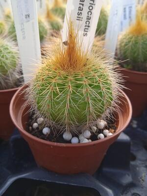 Eriocactus warasii - 2