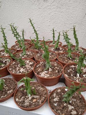 Ceropegia simoneae f. green - 2