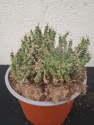 Euphorbia pugniformis - 2
