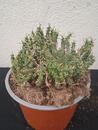 Euphorbia pugniformis - 2/3