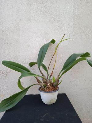 Bulbophyllum Wilbur Chang - 2