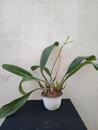 Bulbophyllum Wilbur Chang - 2/4
