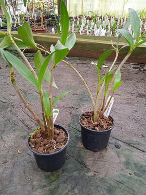 Dendrobium kingianum - 2