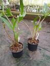 Dendrobium kingianum - 2/2