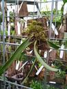 Bulbophyllum fascinator - 2/4
