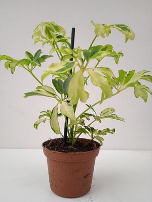Schefflera arboricola 'Janine' - 2