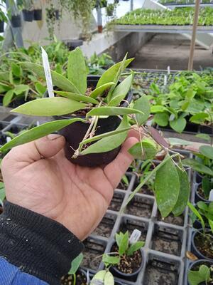 Hoya gracilis memoria (zakořeněný řízek) - 2