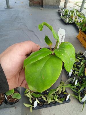 Hoya cardiophylla (zakořeněný řízek) - 2